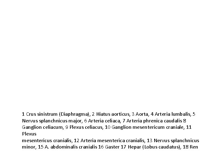 1 Crus sinistrum (Diaphragma), 2 Hiatus aorticus, 3 Aorta, 4 Arteria lumbalis, 5 Nervus