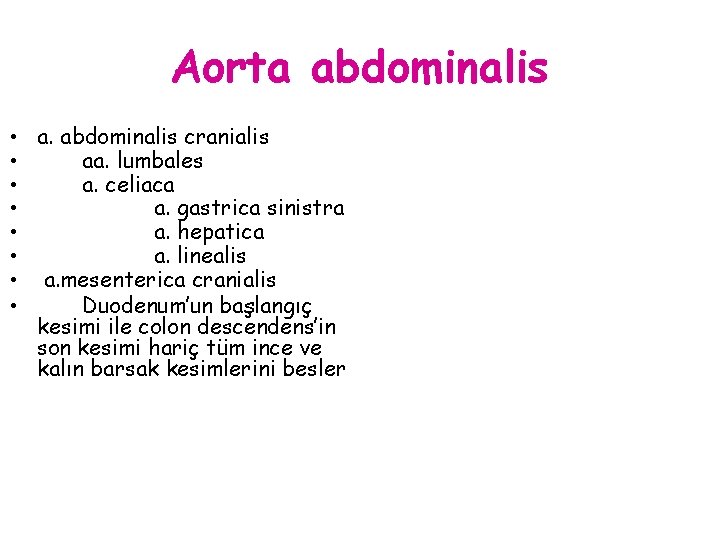 Aorta abdominalis • a. abdominalis cranialis • aa. lumbales • a. celiaca • a.