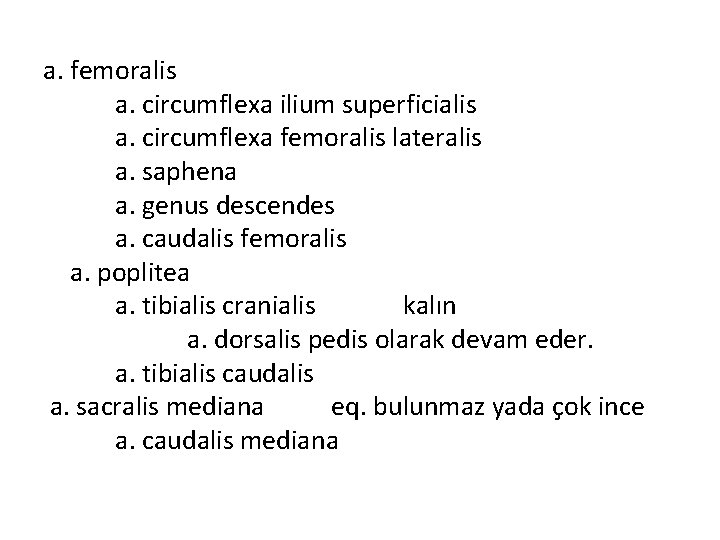 a. femoralis a. circumflexa ilium superficialis a. circumflexa femoralis lateralis a. saphena a. genus