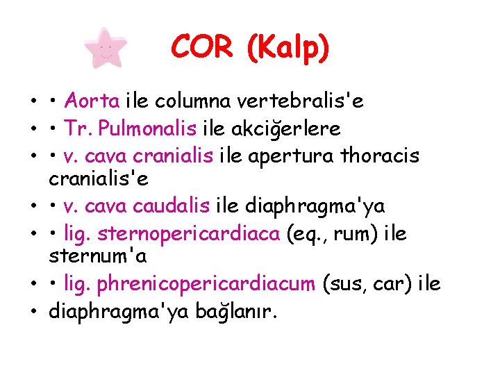 COR (Kalp) • • Aorta ile columna vertebralis'e • • Tr. Pulmonalis ile akciğerlere