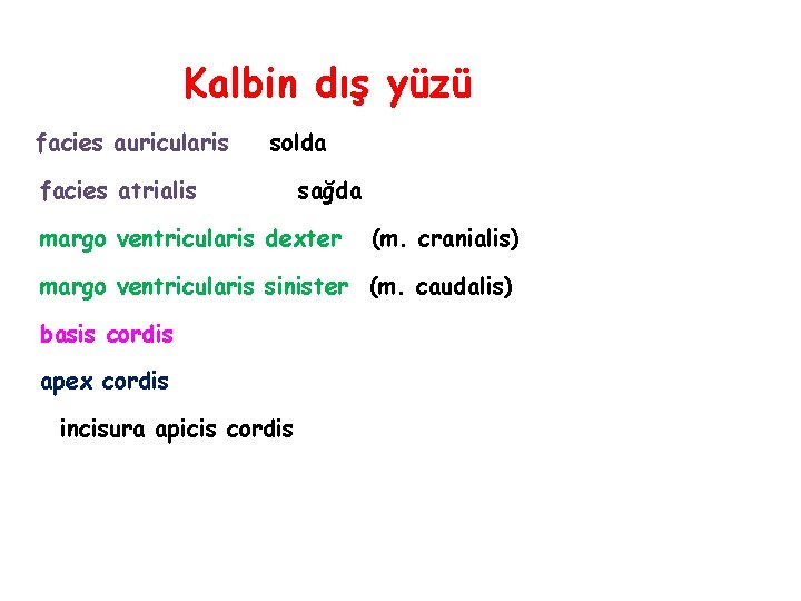 Kalbin dış yüzü facies auricularis solda facies atrialis sağda margo ventricularis dexter (m. cranialis)