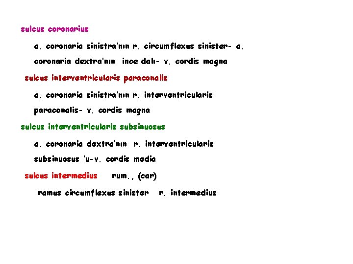 sulcus coronarius a. coronaria sinistra’nın r. circumflexus sinister- a. coronaria dextra’nın ince dalı- v.