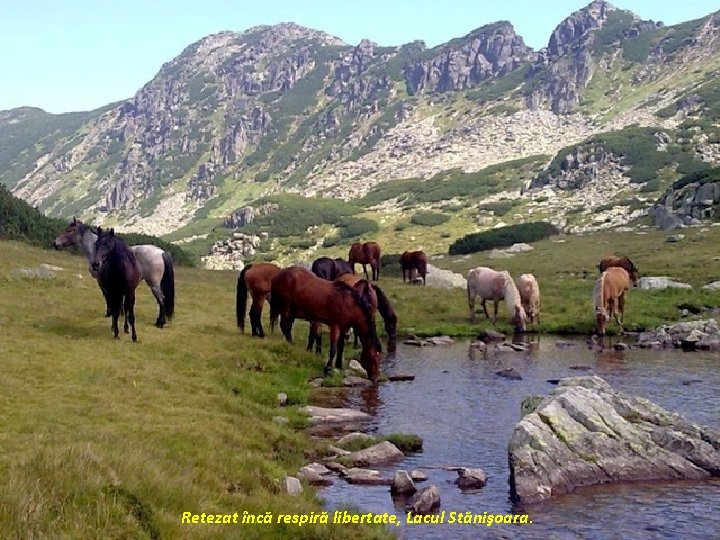 Retezat încă respiră libertate, Lacul Stănişoara. 