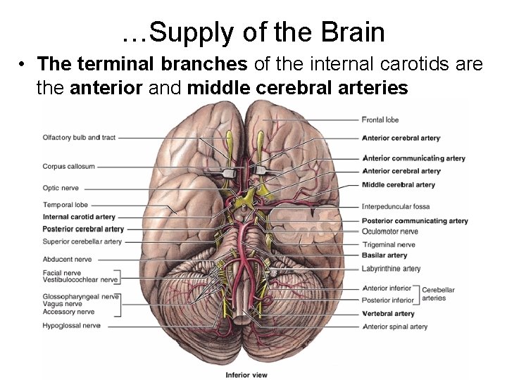 …Supply of the Brain • The terminal branches of the internal carotids are the