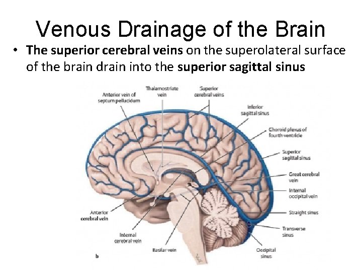 Venous Drainage of the Brain • The superior cerebral veins on the superolateral surface