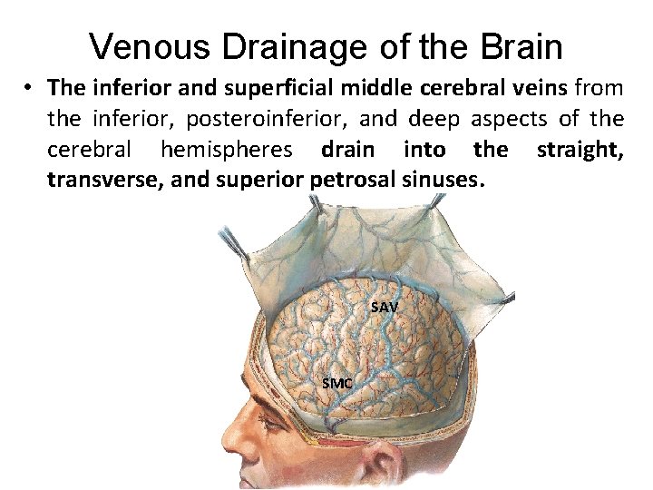 Venous Drainage of the Brain • The inferior and superficial middle cerebral veins from