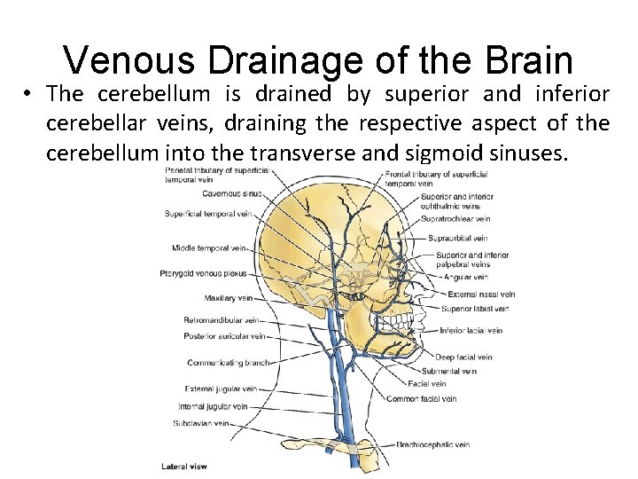 Venous Drainage of the Brain • The cerebellum is drained by superior and inferior