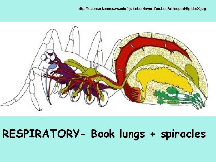 http: //science. kennesaw. edu/~jdirnber/Invert. Zoo/Lec. Arthropod/Spider. X. jpg RESPIRATORY- Book lungs + spiracles 