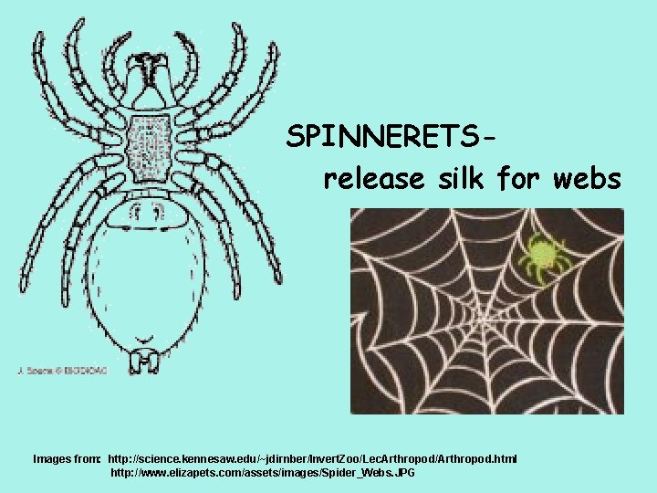 SPINNERETSrelease silk for webs Images from: http: //science. kennesaw. edu/~jdirnber/Invert. Zoo/Lec. Arthropod/Arthropod. html http: