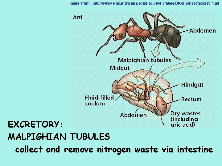 Image from: http: //www. emc. maricopa. edu/Faculty/Farabee/BIOBK/insectexcret_1. gif EXCRETORY: MALPIGHIAN TUBULES collect and remove