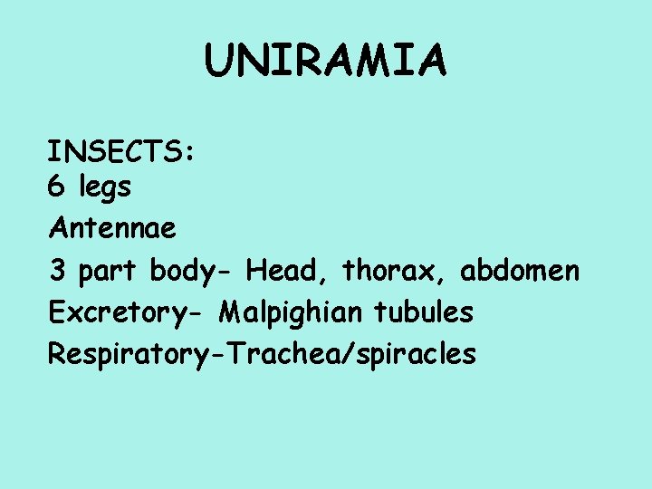 UNIRAMIA INSECTS: 6 legs Antennae 3 part body- Head, thorax, abdomen Excretory- Malpighian tubules