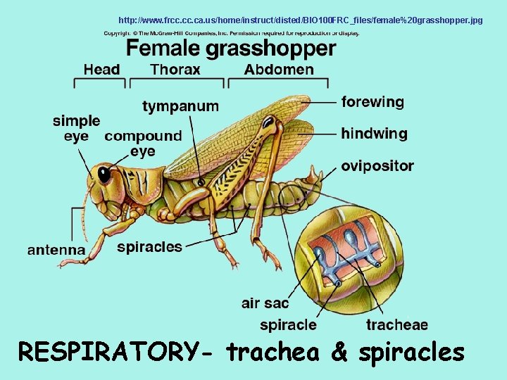 http: //www. frcc. ca. us/home/instruct/disted/BIO 100 FRC_files/female%20 grasshopper. jpg RESPIRATORY- trachea & spiracles 