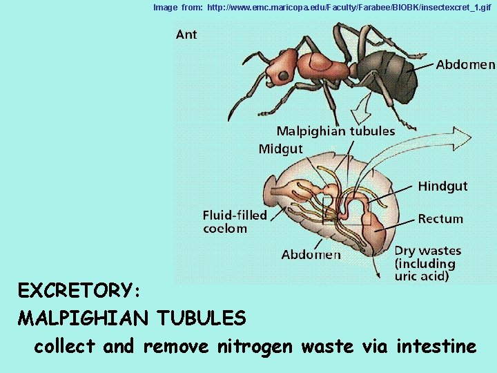 Image from: http: //www. emc. maricopa. edu/Faculty/Farabee/BIOBK/insectexcret_1. gif EXCRETORY: MALPIGHIAN TUBULES collect and remove