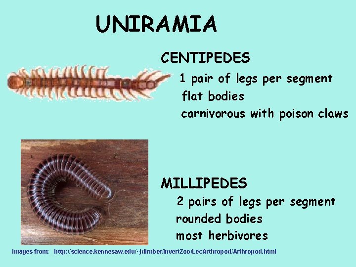 UNIRAMIA CENTIPEDES 1 pair of legs per segment flat bodies carnivorous with poison claws