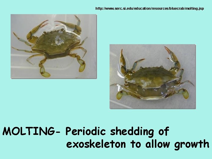 http: //www. serc. si. edu/education/resources/bluecrab/molting. jsp MOLTING- Periodic shedding of exoskeleton to allow growth