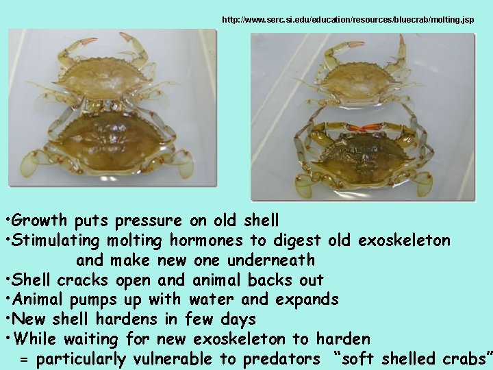 http: //www. serc. si. edu/education/resources/bluecrab/molting. jsp • Growth puts pressure on old shell •