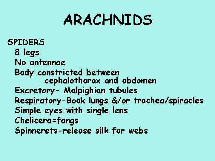ARACHNIDS SPIDERS 8 legs No antennae Body constricted between cephalothorax and abdomen Excretory- Malpighian