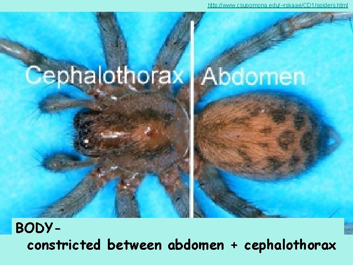 http: //www. csupomona. edu/~rskaae/CD 1/spiders. html BODYconstricted between abdomen + cephalothorax 