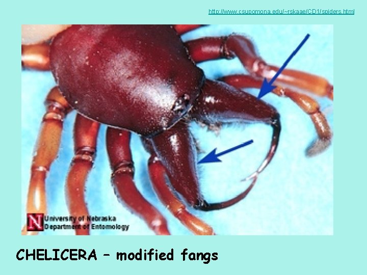 http: //www. csupomona. edu/~rskaae/CD 1/spiders. html CHELICERA – modified fangs 