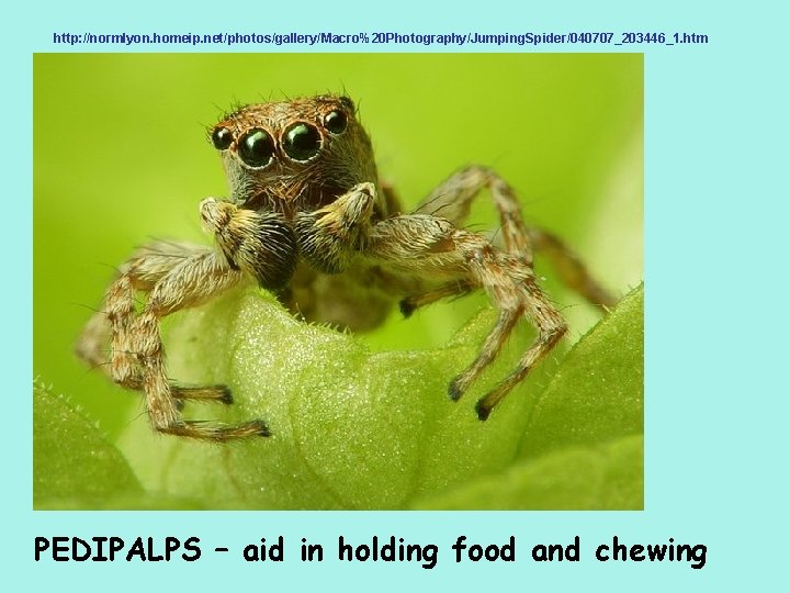 http: //normlyon. homeip. net/photos/gallery/Macro%20 Photography/Jumping. Spider/040707_203446_1. htm PEDIPALPS – aid in holding food and