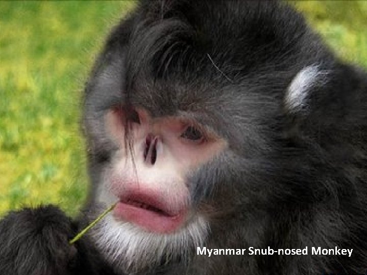 Myanmar Snub-nosed Monkey 