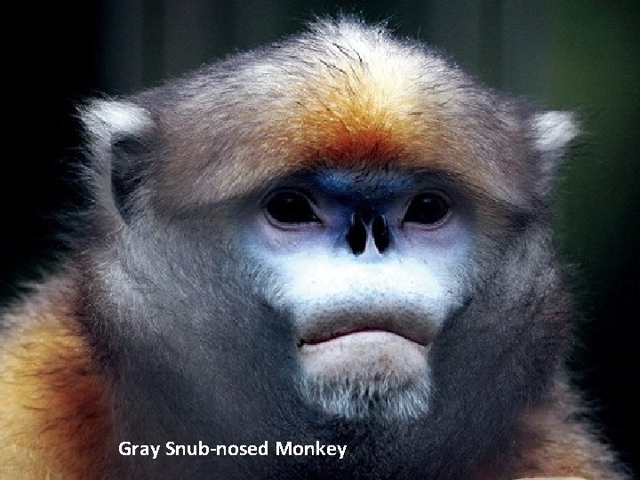 Gray Snub-nosed Monkey 