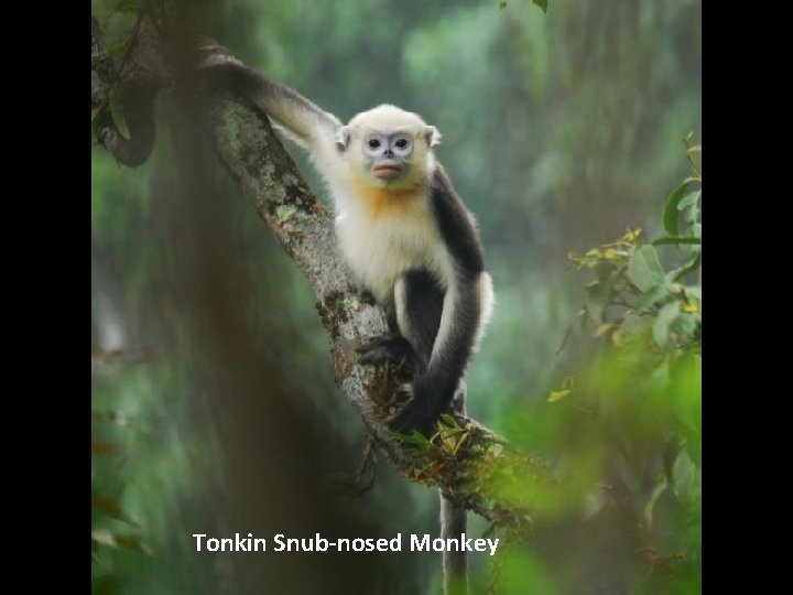 Tonkin Snub-nosed Monkey 