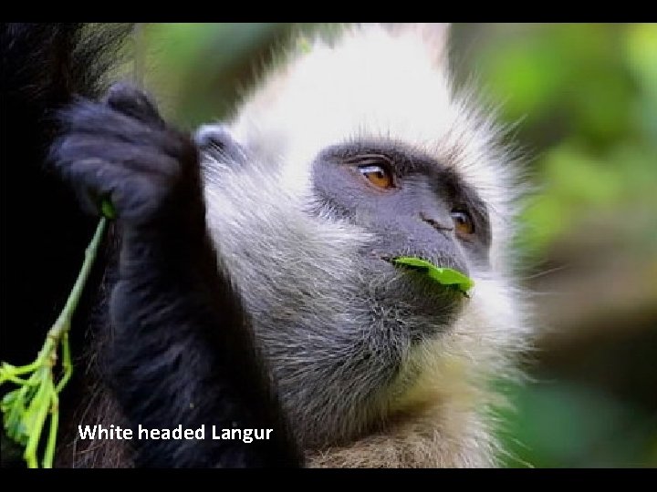 White headed Langur 