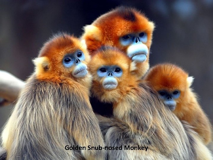 Golden Snub-nosed Monkey 