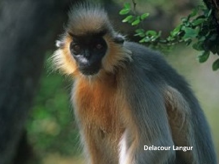 Delacour Langur 