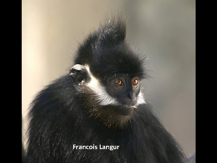 Francois Langur 