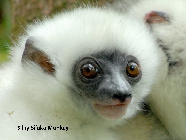 Silky Sifaka Monkey 
