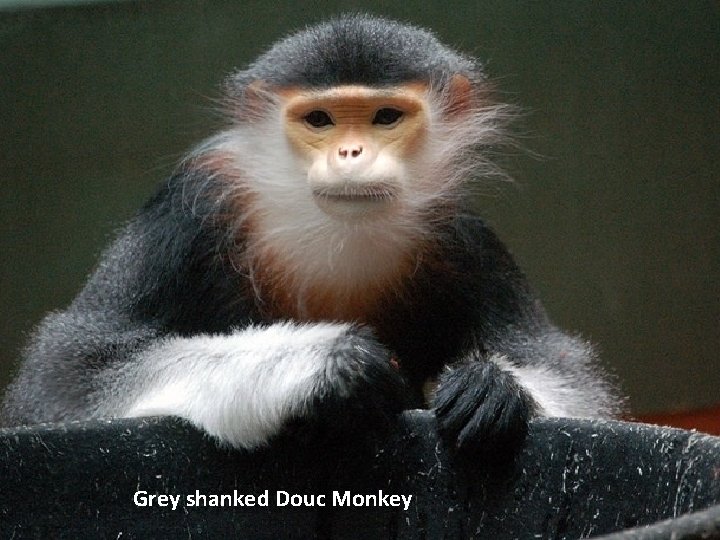 Grey shanked Douc Monkey 