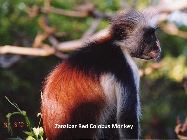 Zanzibar Red Colobus Monkey 