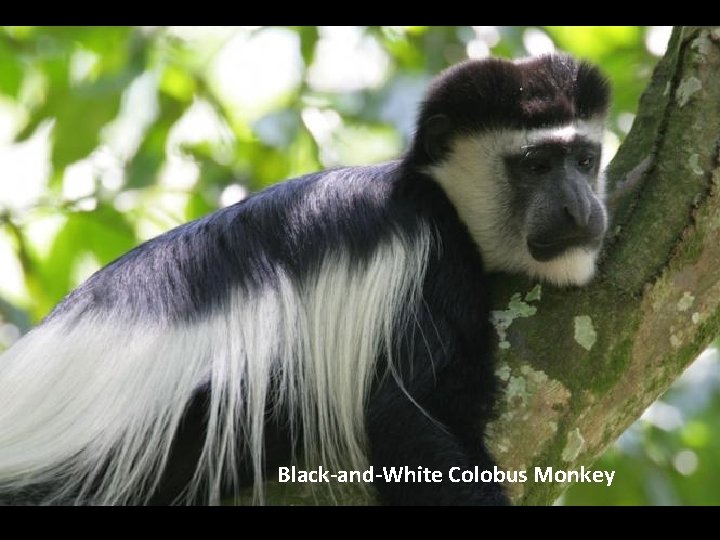 Black-and-White Colobus Monkey 