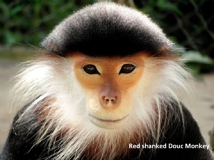 Red shanked Douc Monkey 