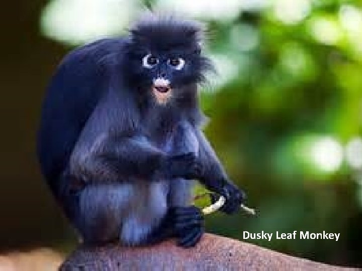 Dusky Leaf Monkey 