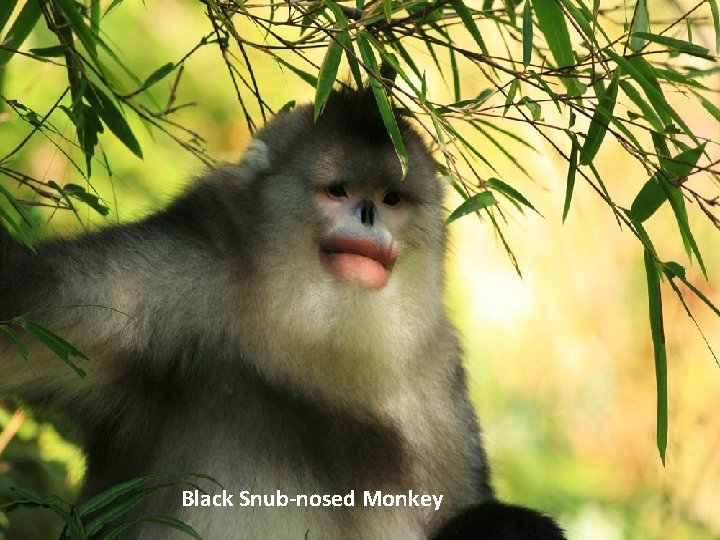 Black Snub-nosed Monkey 