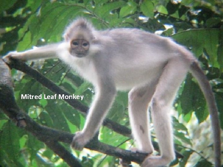 Mitred Leaf Monkey 