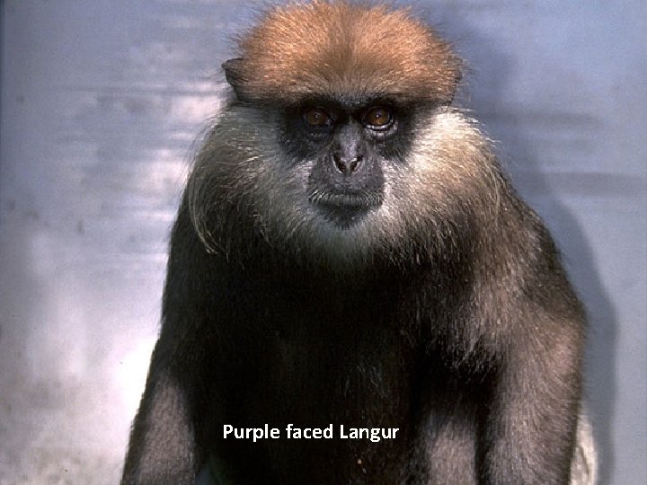 Purple faced Langur 