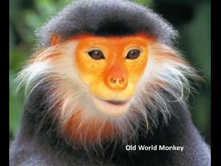 Old World Monkey 