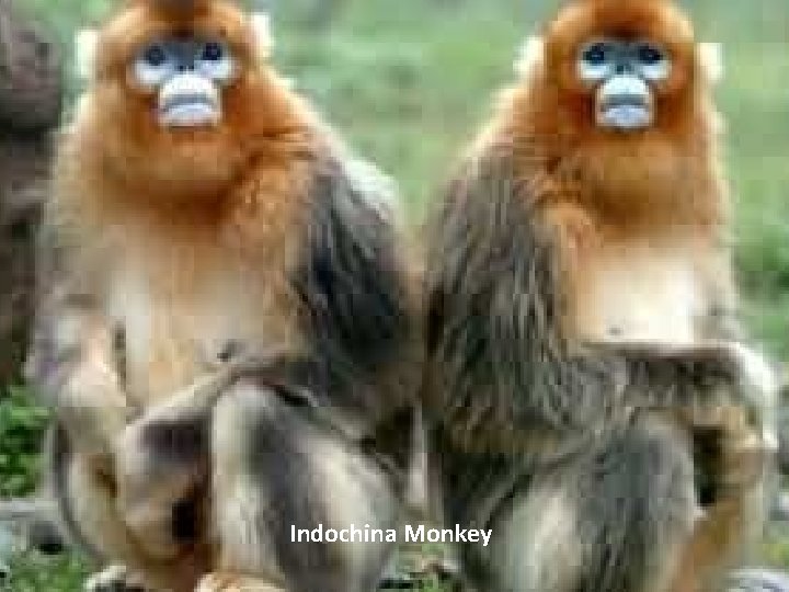 Indochina Monkey 