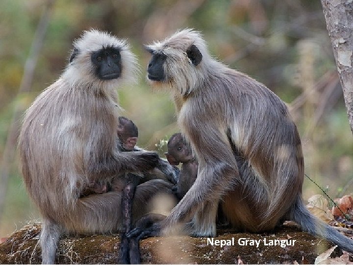 Nepal Gray Langur 