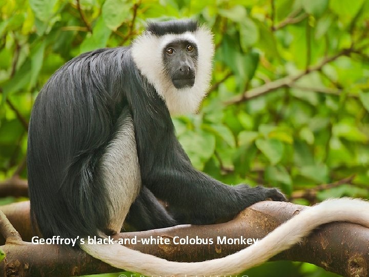 Geoffroy’s black-and-white Colobus Monkey 