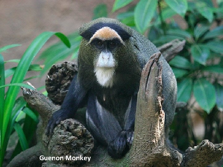 Guenon Monkey 