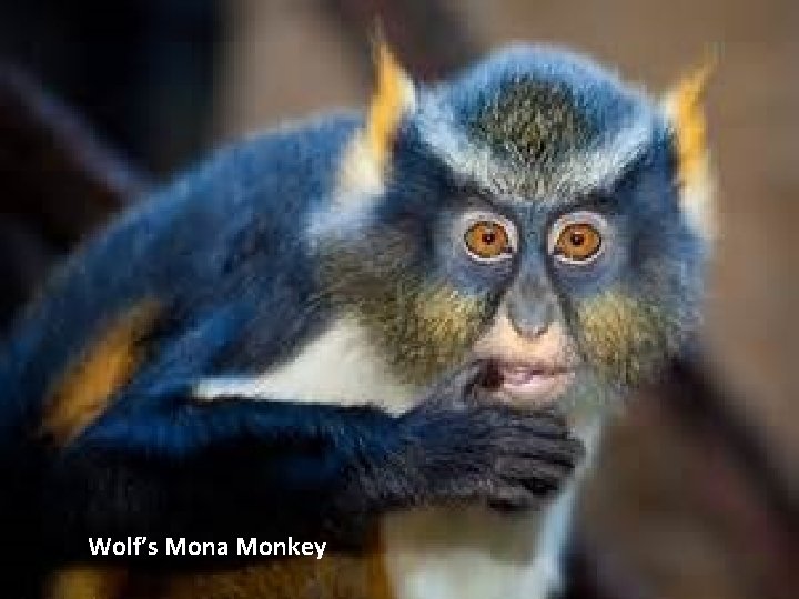 Wolf’s Mona Monkey 