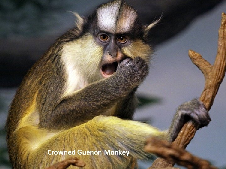 Crowned Guenon Monkey 
