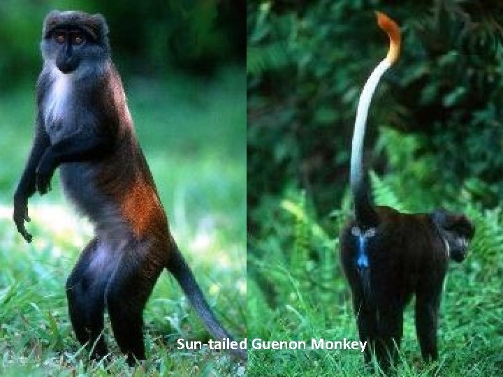 Sun-tailed Guenon Monkey 