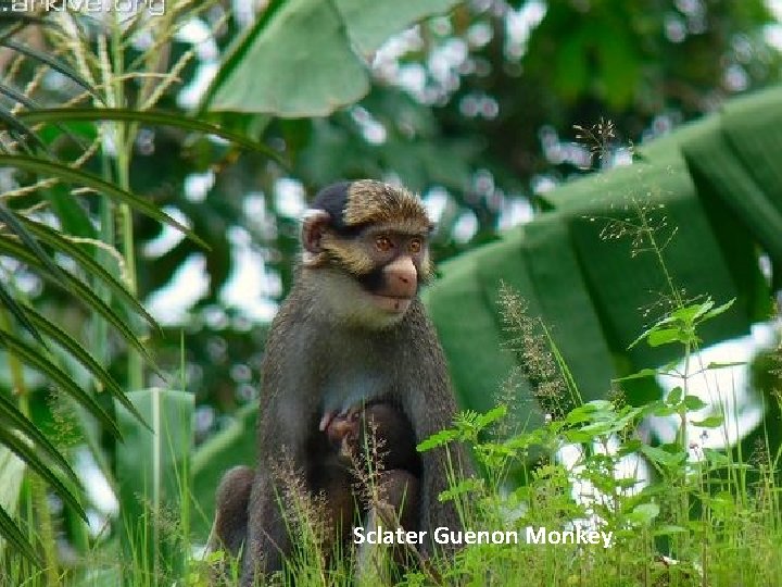 Sclater Guenon Monkey 