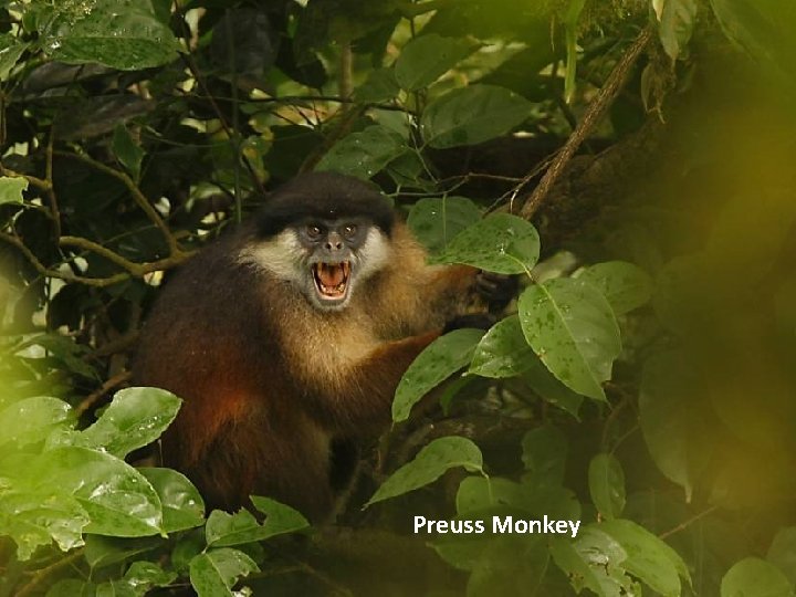 Preuss Monkey 
